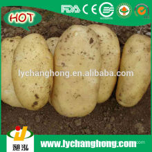 Fresh Potato Wholesale Price